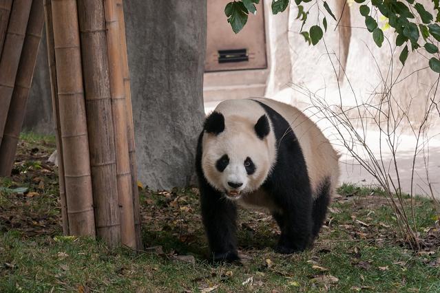 Chengdu Research Base of Giant Panda Breeding